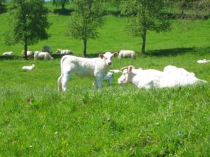 Gründung - weisse Charolais Rinder auf einer Wiese in Burgund.