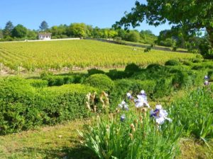 Burgund: die Weinberge in Beaune.