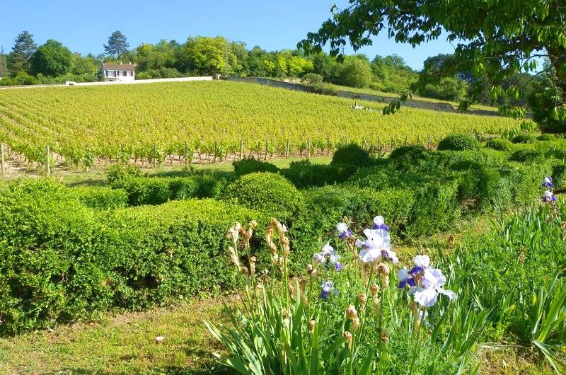 Burgund: die Weinberge in Beaune.