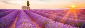 Provence im Hochsommer