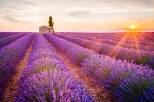 Provence-Lavendelblüte