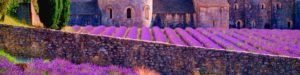 Provence-Lavendelblüte