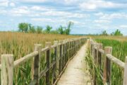 Genuss - Wanderung auf einem Holzsteg in der Camargue.