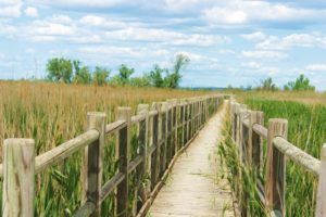 Genuss - Wanderung auf einem Holzsteg in der Camargue.