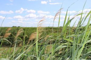 Wandern Provence-Schilf in der Camargue