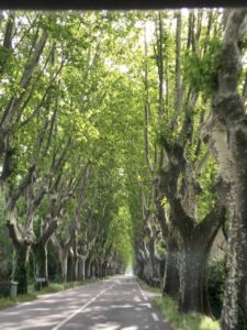 Typische Platanen in der Provence