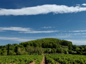 Ausblick vom Weingut Ihrer Provence mit Kindern Reise