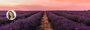 Provence während der Lavendelblüte