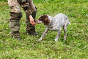 Piemont Hauptstadt: Hund bei der Trüffelsuche im Piemont.