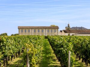 Rebzeilen im Médoc mit Gutshaus im Hintergrund unter blauem Himmel