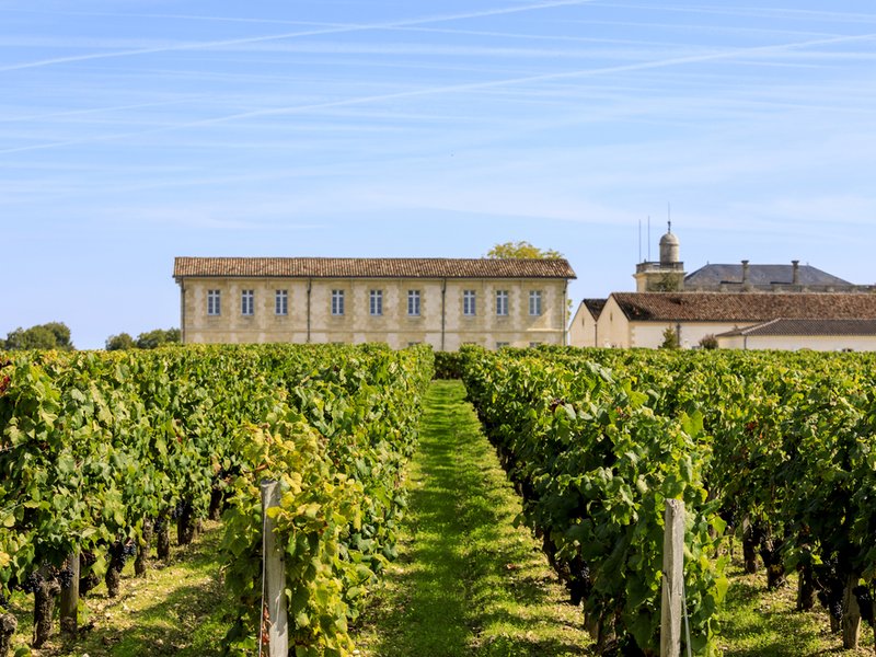 Rebzeilen im Médoc mit Gutshaus im Hintergrund unter blauem Himmel